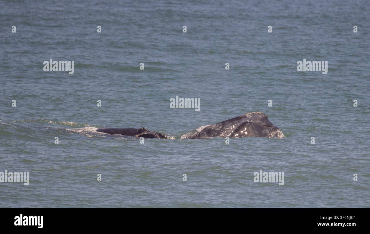 Ein gefährdetes Mutter-Kalb-Paar von Nordkammwalen, bei dem beide Tiere leicht über dem Wasser sind. Stockfoto