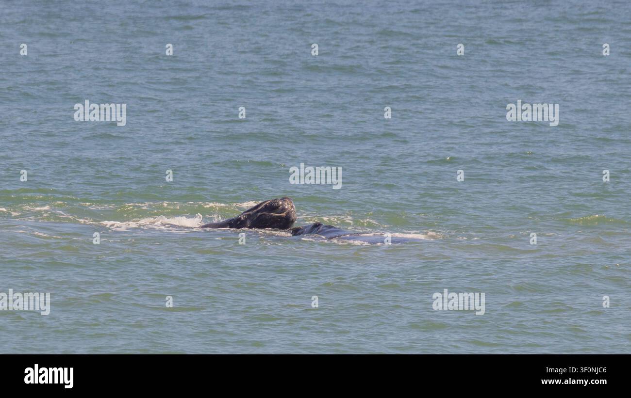 Ein seltenes Nordkaperkalb, das aus dem Wasser auf den Rücken seiner Mutter kommt. Stockfoto
