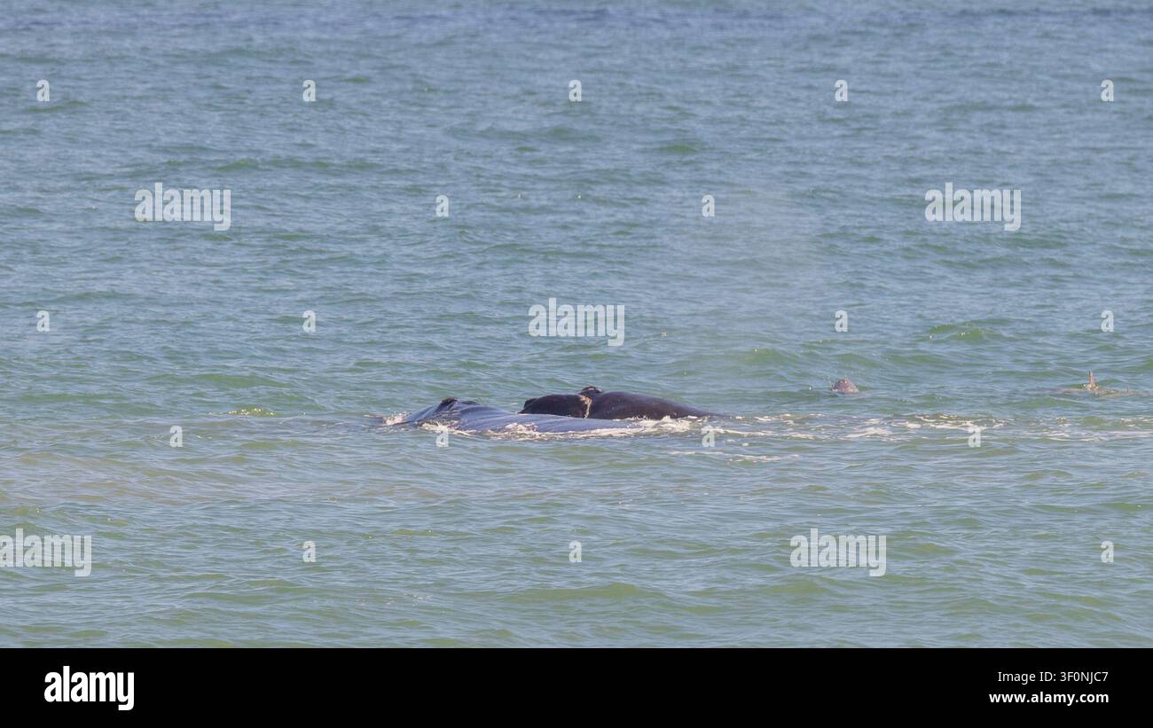 Ein seltener Nordkaper und sein Kalb zusammen mit einem Delfin vor der Nordostküste Floridas. Stockfoto