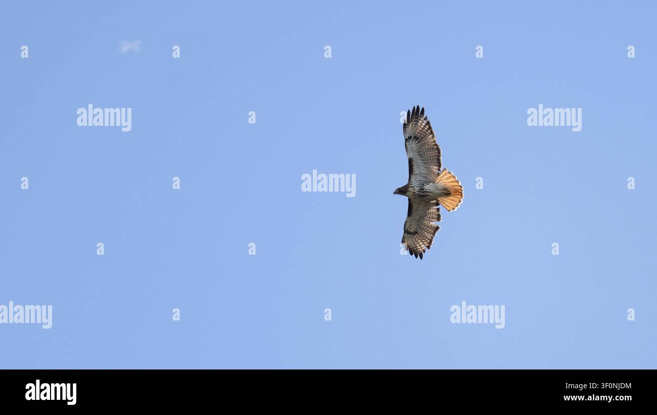 Ein Rotschwanzbussard im Flug, bei dem das Licht die roten Schwanzfedern hervorhebt. Stockfoto