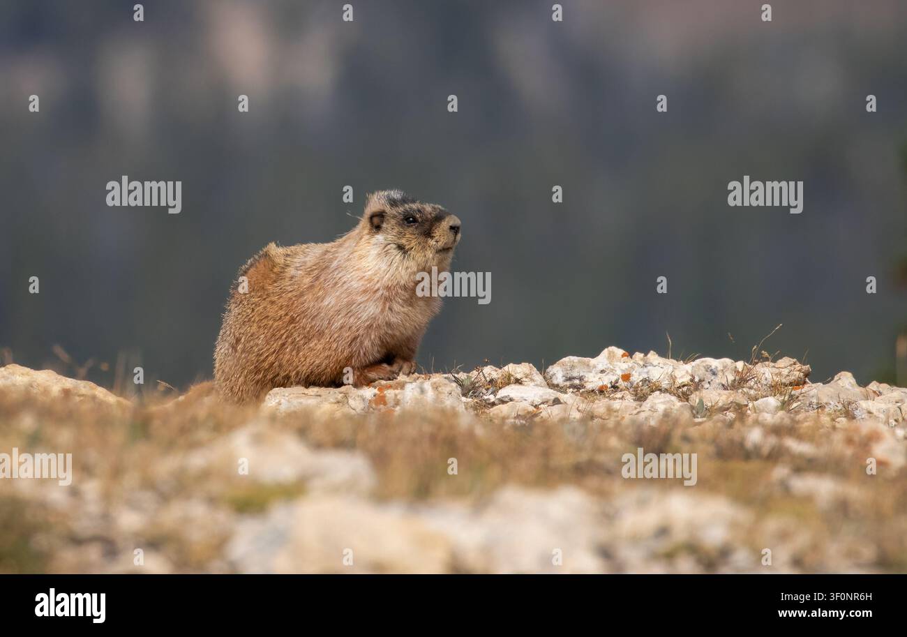 Ein Murmeltier, das oben auf einem Hügel mit einem sauberen Hintergrund in Wyoming sitzt Stockfoto