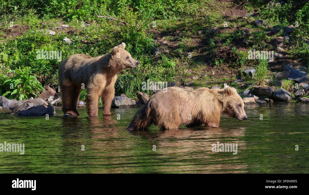 Zwei junge Braunbären stehen im flachen Wasser am Rand eines Sees Stockfoto