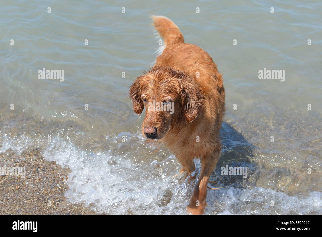 Nasser reinrassiger Golden-Retriever-Hund rennt aus dem Seewasser, nachdem er geschwommen ist. Ontario, Kanada Stockfoto