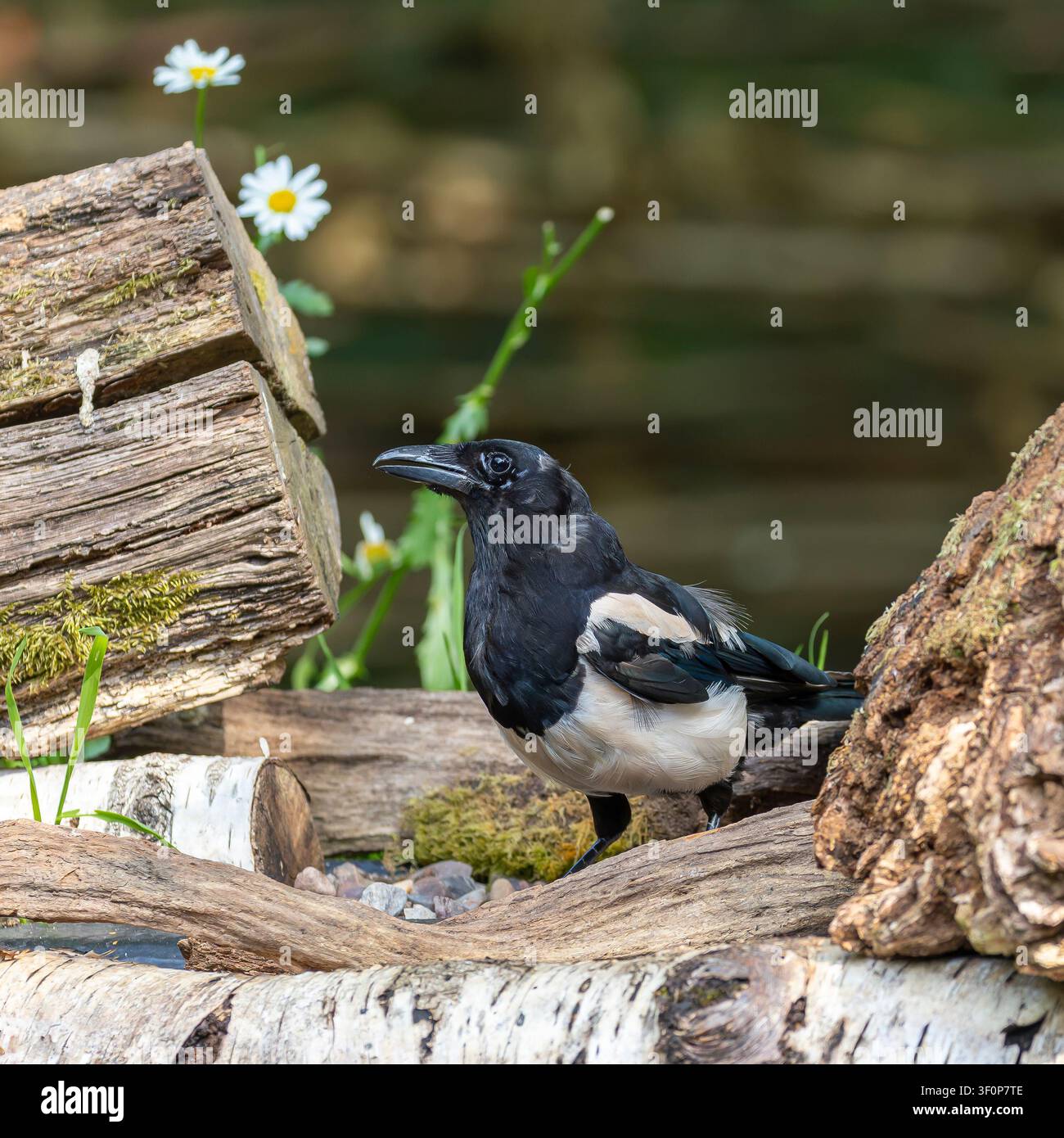 Schöne, natürliche Nahaufnahme eines wilden, britischen Elster (Pica pica) im Sommer, der auf einem Baumstamm in der Nähe von Wasser steht, hübsche Gänseblümchen im Hintergrund. Stockfoto