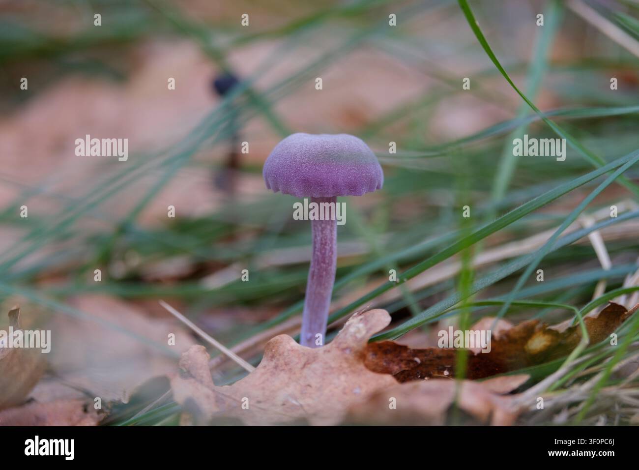 Amethystischer Täuschpilz steht zwischen Gras und gefallenen Blättern in einer Waldumgebung Stockfoto