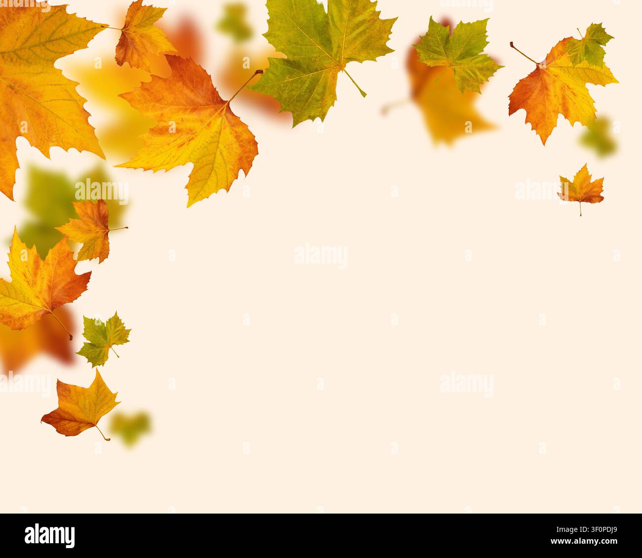 Ahornblätter im Herbst rahmen auf beigem Hintergrund Herbstlaubrand Stockfoto