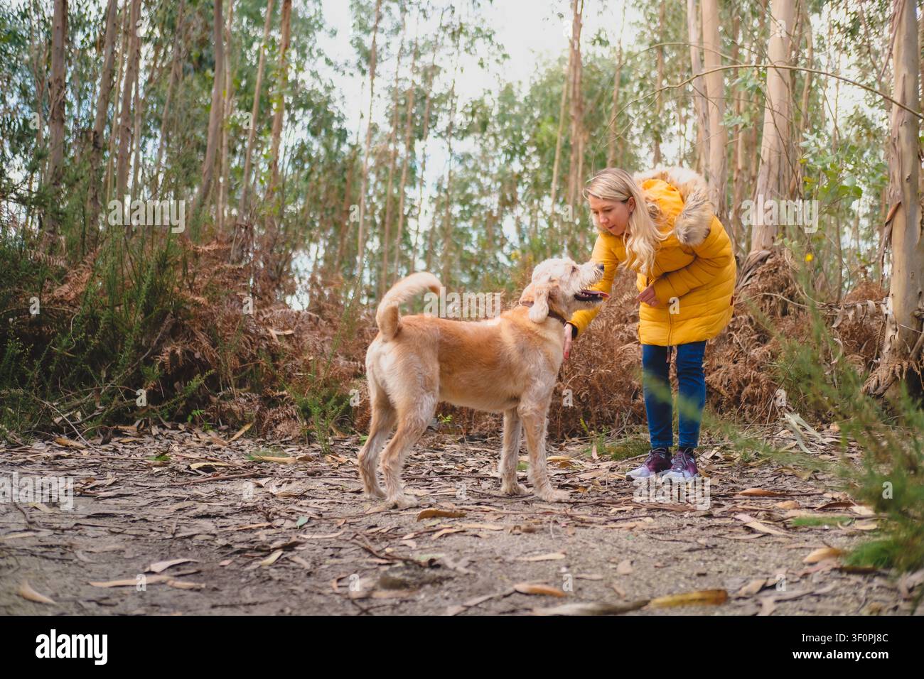 Frau in gelber Jacke streichelt einen Labradoodle in einem Eukalyptuswald Stockfoto