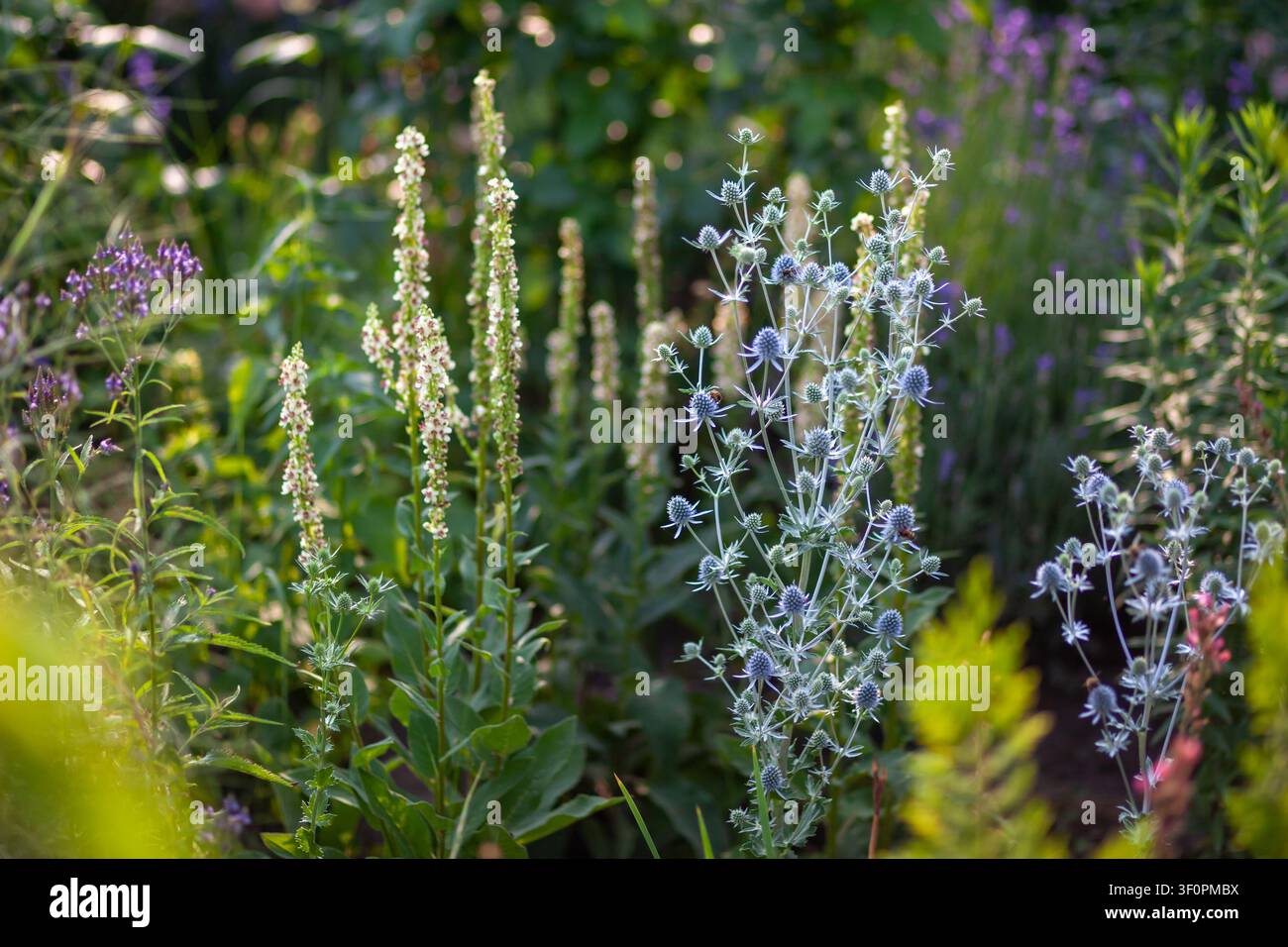 Natürliches Gartendesign. Eryngium planum blüht neben Verbascum chaixii, Verbena hastata. Sommerblühende Staudenblumen Stockfoto