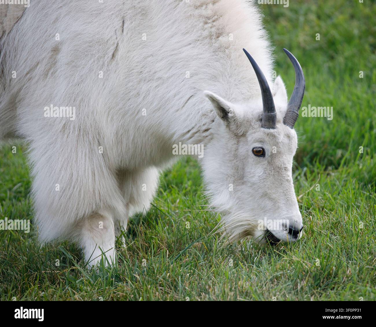 Bergziege frisst auf grünem Gras im Sommer, Alberta, Kanada. Oreamnos americanus Stockfoto