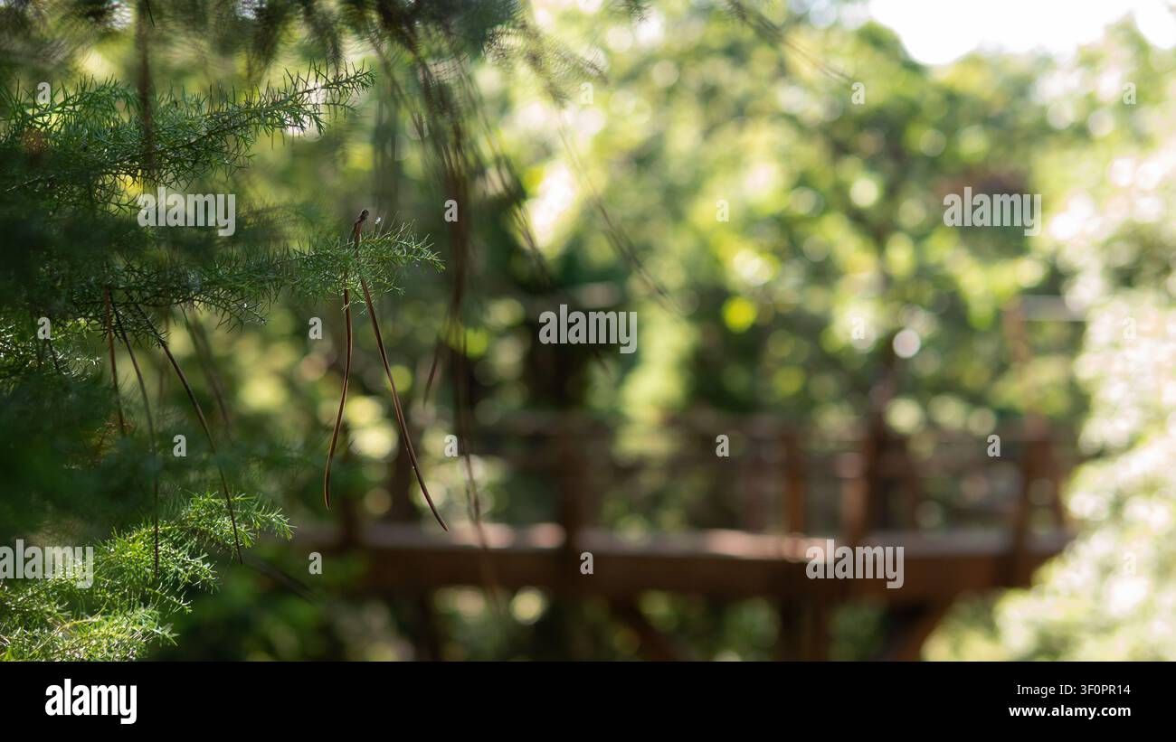 Hölzerne Baldachinbrücke, umgeben von alten Bäumen in einem üppigen botanischen Garten Stockfoto