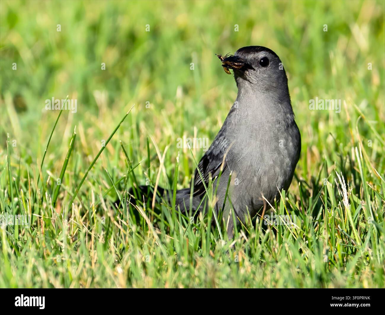 Grauer Katzenvogel mit Schnabel voller Käfer Stockfoto