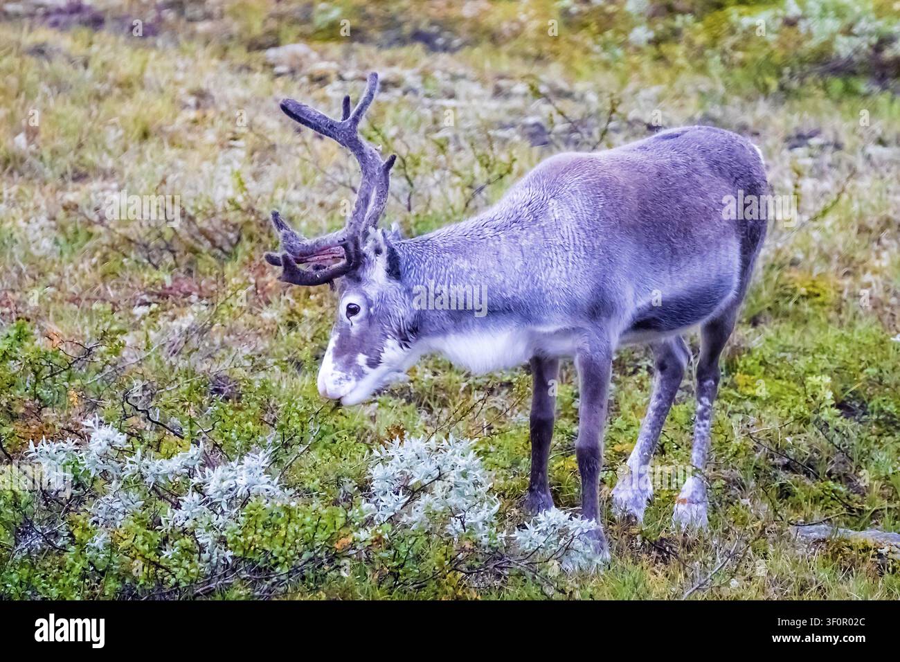Tiere, Säugetiere, Rentiere am Polarkreis (Rangifer tarandus), Einzel-tier, Norwegen Stockfoto