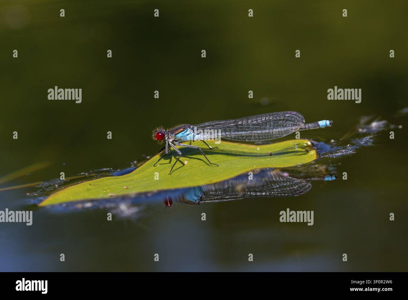 Erythromma najas, großes Granatapfelauge, Rotäugige Jungfliege, Jungfliegen, Libellen, Insekten, Libellen, odonata, Zygoptera Stockfoto