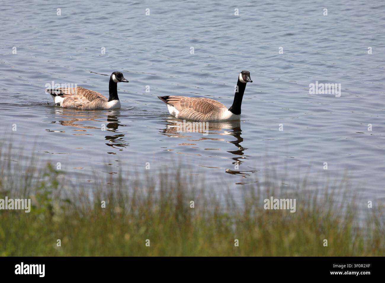 Zwei Kanadagänse (Branta canadensis) schwimmen von links nach rechts in einer Lagune mit Gras im Vordergrund Stockfoto