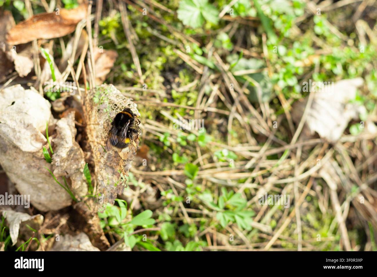 Eine detaillierte Nahaufnahme einer schwarzen Holzbienen, die auf einem strukturierten, trockenen Blatt zwischen grünem Gras und Waldresten sitzt. Scharfer Fokus auf das Insekt. Stockfoto