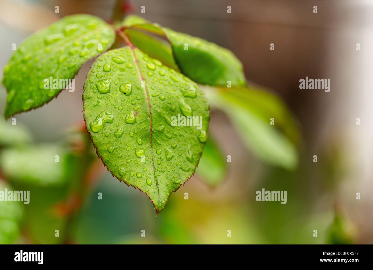Transparente Morgentautropfen auf einer strukturierten Oberfläche eines grünen Blatts Makro. Stockfoto