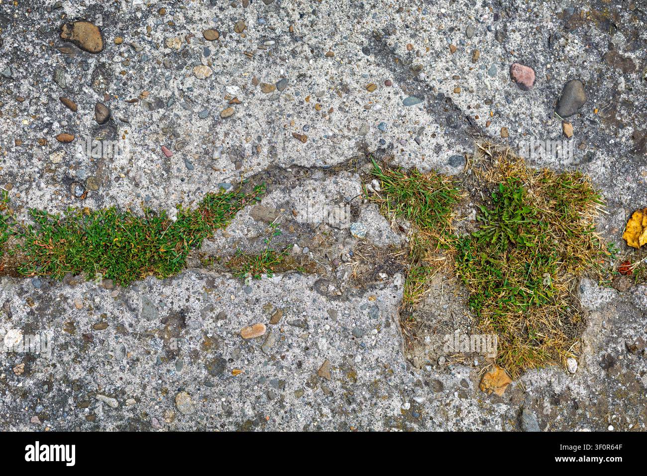 Gras, das durch rissigen Beton wächst. Gras und kleine Unkräuter wachsen durch Risse in einem rauen Betonbelag, der mit Kieselsteinen, Steinen und Stockfoto
