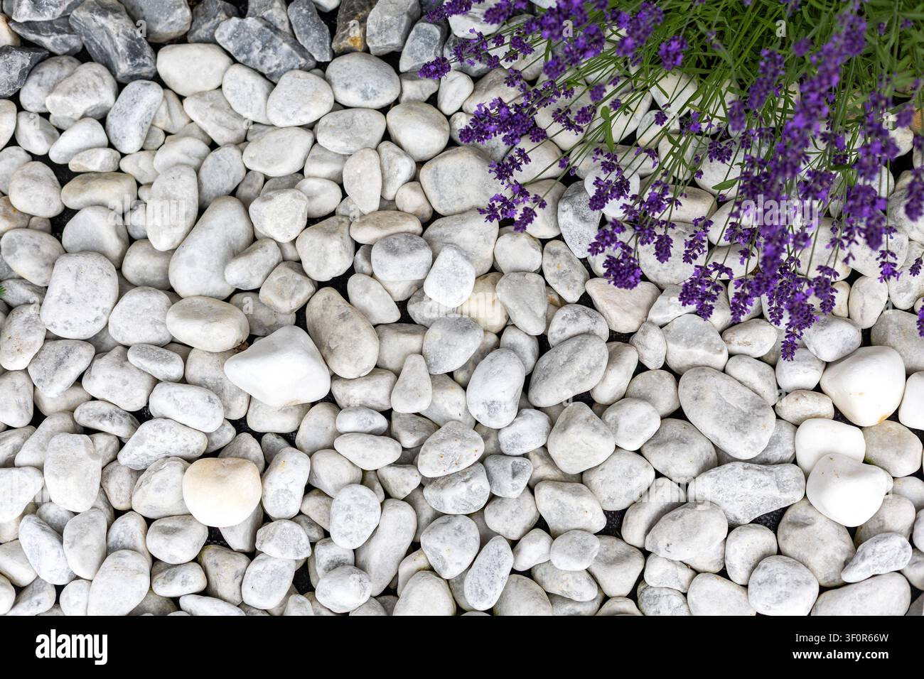 Weiße Gartenkiesel mit violetten Lavendelbeeren. Glatte weiße und graue Gartenkiesel mit violetten Lavendelbliumen, die von der Ecke her einfließen. Stockfoto