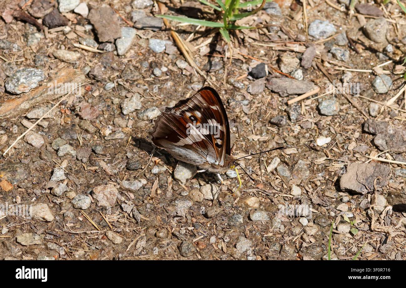 Apatura iris, der Purpur-Kaiserfalter sitzt mit geschlossenen Flügeln auf dem Boden Stockfoto