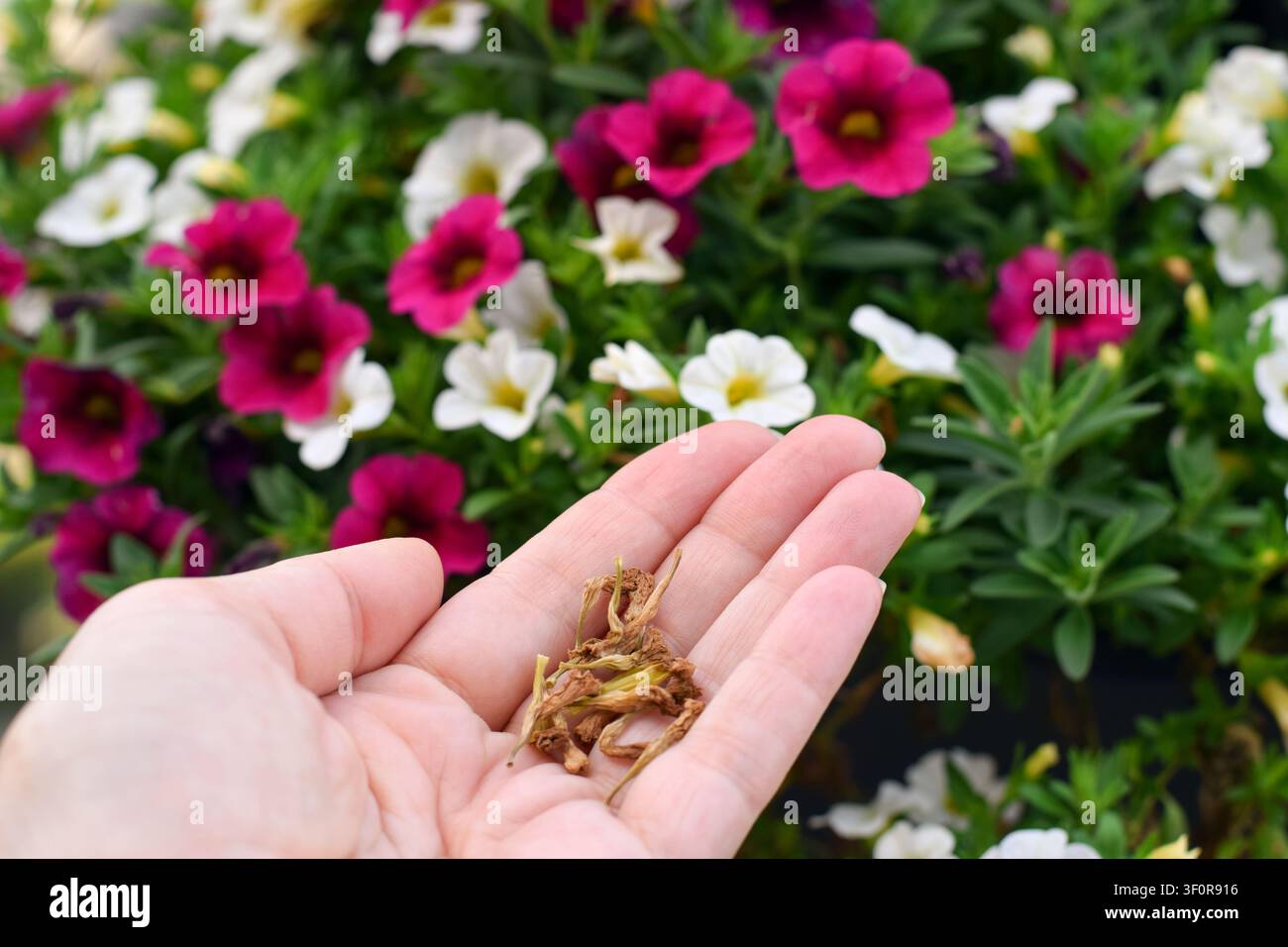 Nahaufnahme, die eine offene Handfläche zeigt, die einen kleinen Haufen getrockneter brauner Calibrachoa-Blüten hält, mit einer lebendigen blühenden Pflanze im unscharfen Hintergrund Stockfoto