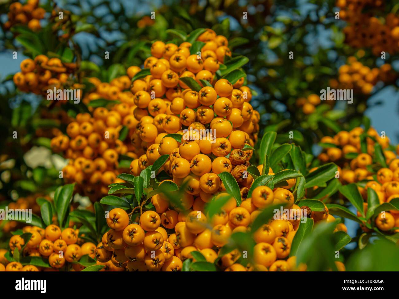 Pyracantha (Feuerdorn) mit Büscheln von leuchtend orangefarbenen Beeren, die im Herbst an immergrünen Zweigen wachsen. Lebendiger Zierstrauch in einem Garten, Nahaufnahme Stockfoto