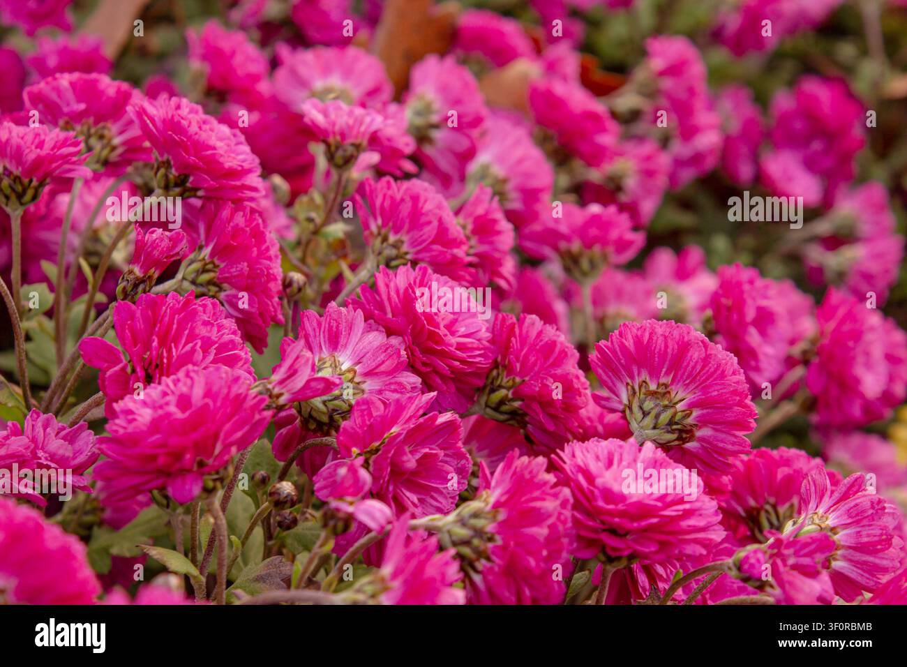 Helle rosa Chrysanthemenblüten in voller Blüte bilden einen lebendigen floralen Hintergrund. Rosa Chrysanthemen, die in einem Garten wachsen, natürliche Textur, saisona Stockfoto