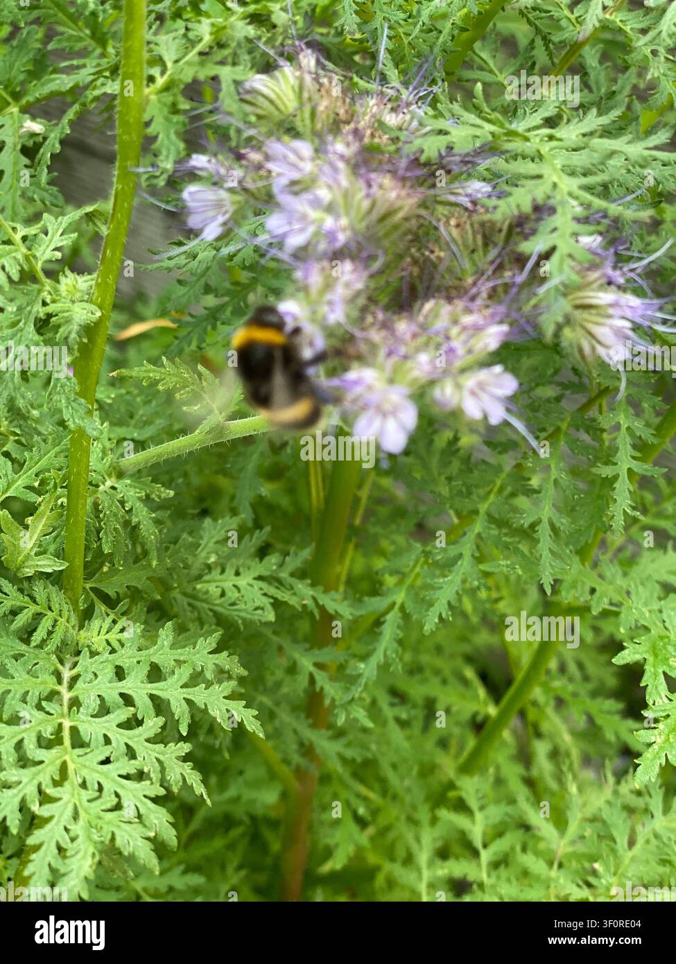 Bumblebee, der sich von einem Büschel blasslila Blüten unter fein geteiltem, farnförmigem grünem Blattwerk ernährt, Nahaufnahme, die die Interaktion mit dem Bestäuber zeigt Stockfoto