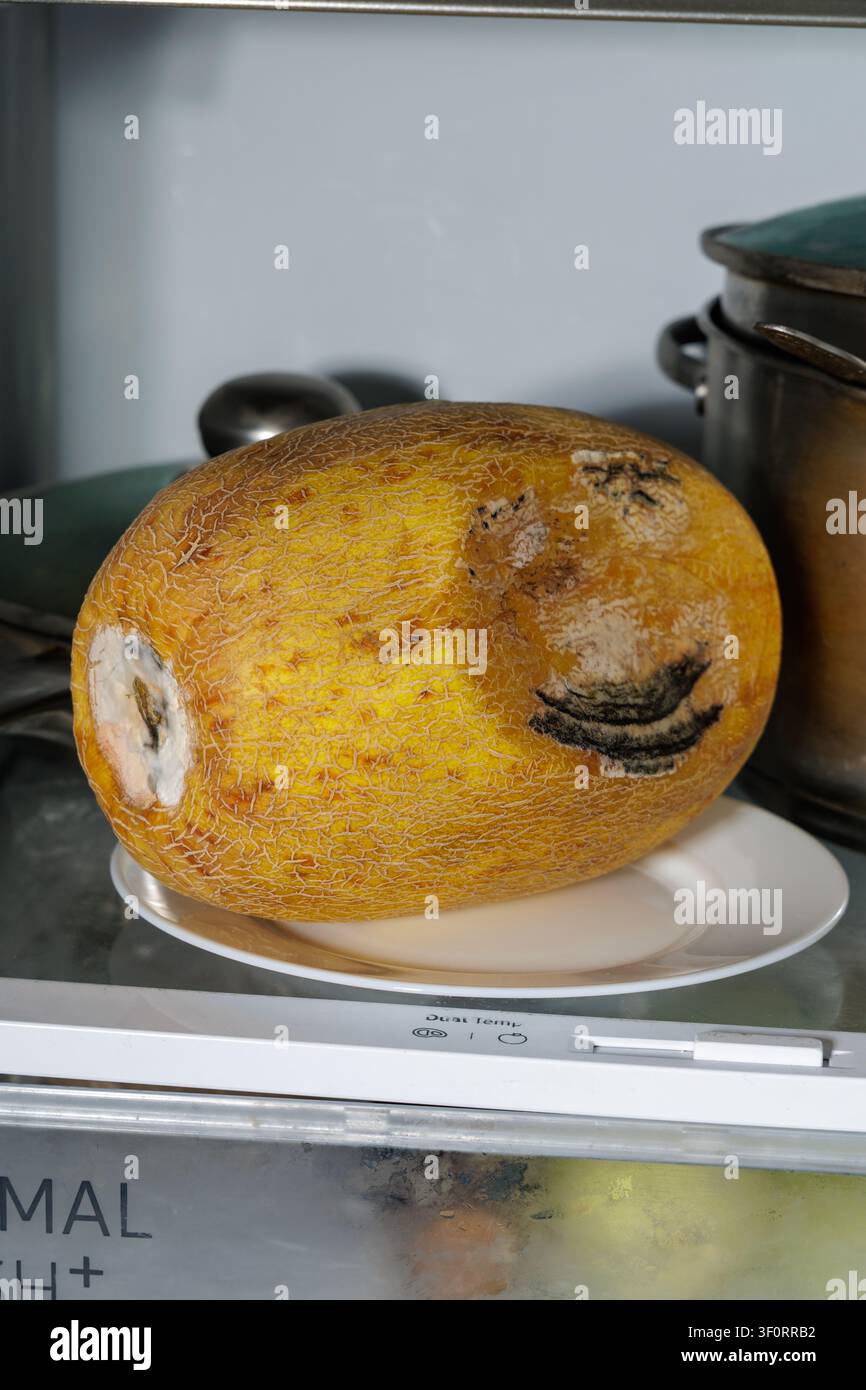 Welkende Melone Stockfoto