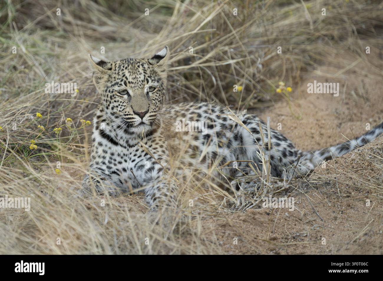 Leopard (Panthera Pardus) in hohe Gräser, Khomas Region, Namibia Stockfoto