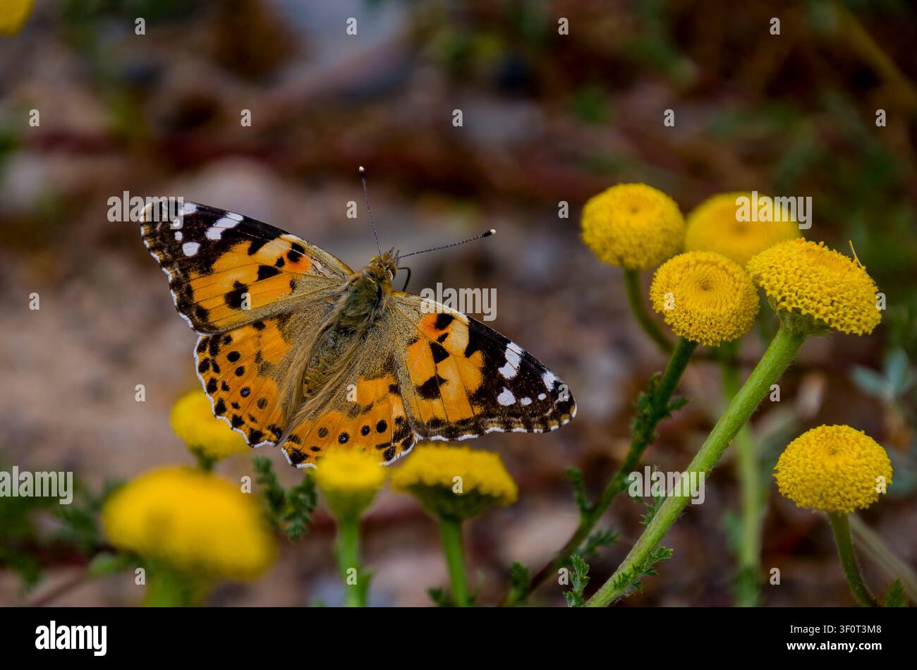 Der Schmetterling Vanessa cardui ist der am weitesten verbreitete Schmetterling der Welt Stockfoto