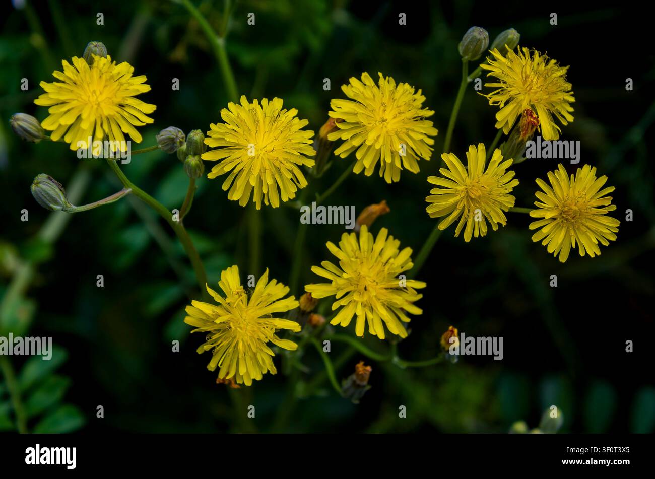 Crepis capillaris, der Glatte Habichtskraut, ist eine Art von Blütenpflanze in der Tribus Cichorieae innerhalb der Familie der Asteraceae und ist in Europa heimisch Stockfoto