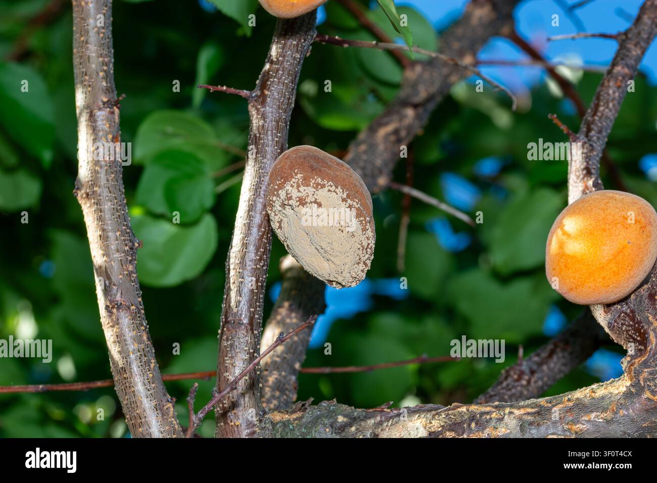 Faulige Aprikose am Obstbaum, Monilia-laxa-Befall, Pflanzenkrankheit Stockfoto