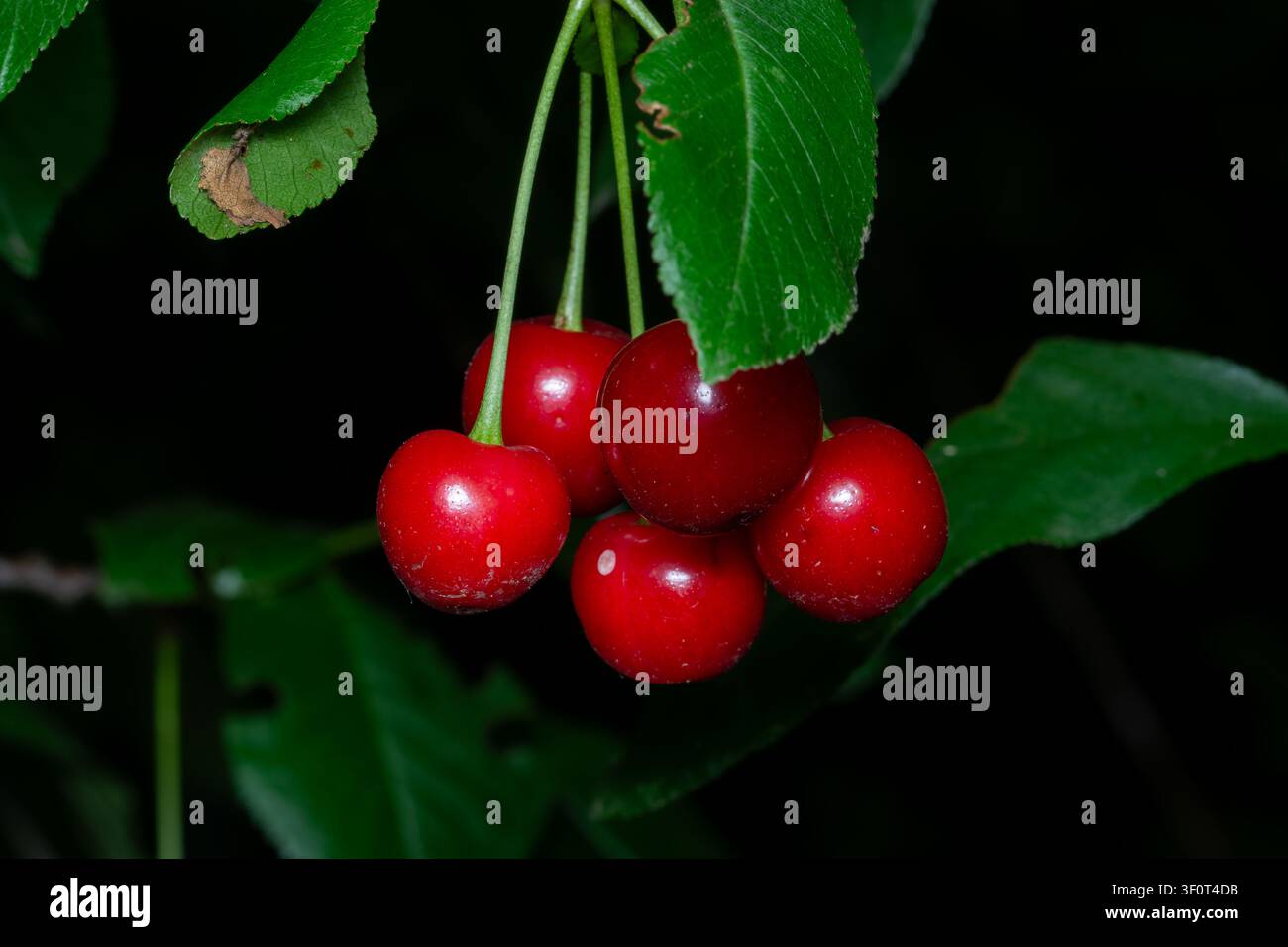 Große Ernte von reifen roten Kirschen auf einem Baum Zweig. Selektiver Fokus. Stockfoto