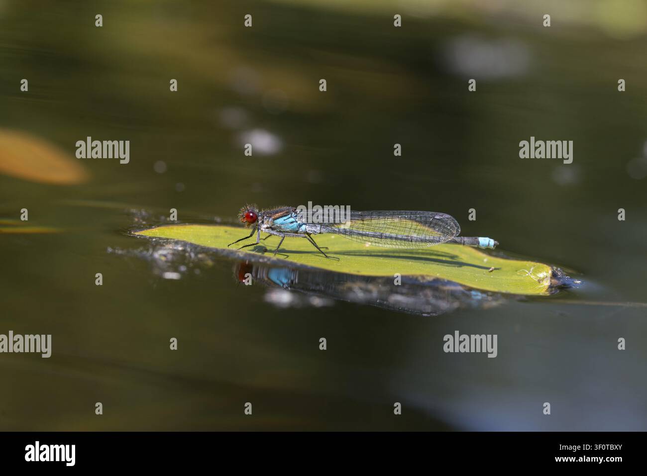 Erythromma najas, großes Granatapfelauge, Rotäugige Jungfliege, Jungfliegen, Libellen, Insekten, Libellen, odonata, Zygoptera Stockfoto