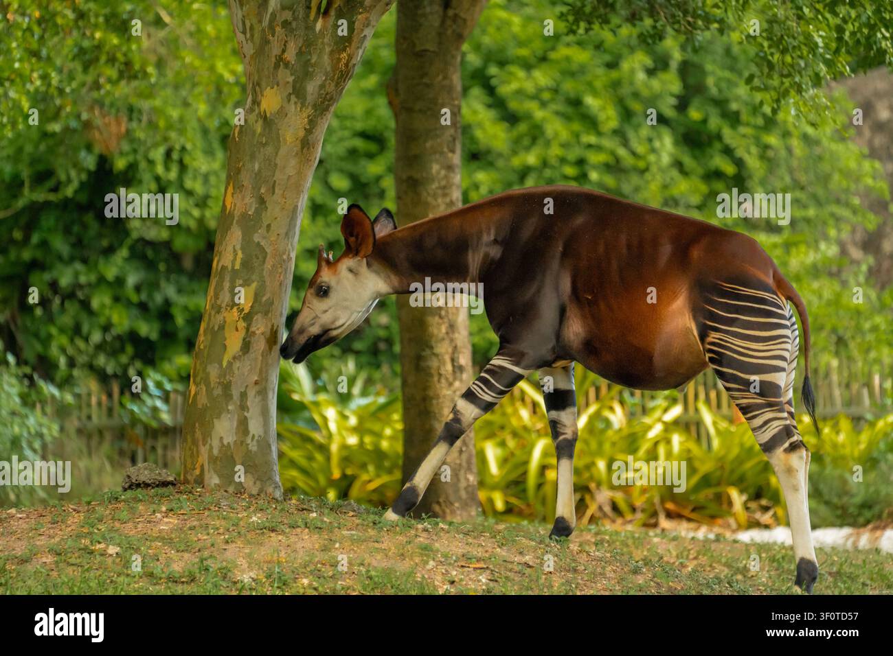 Das große herbivore Säugetier erkundet das Gebiet in der Nähe des hohen Baumes mit gesprenkelter Rinde im freigelassenen Außenbereich des zoologischen Gartens. Stockfoto