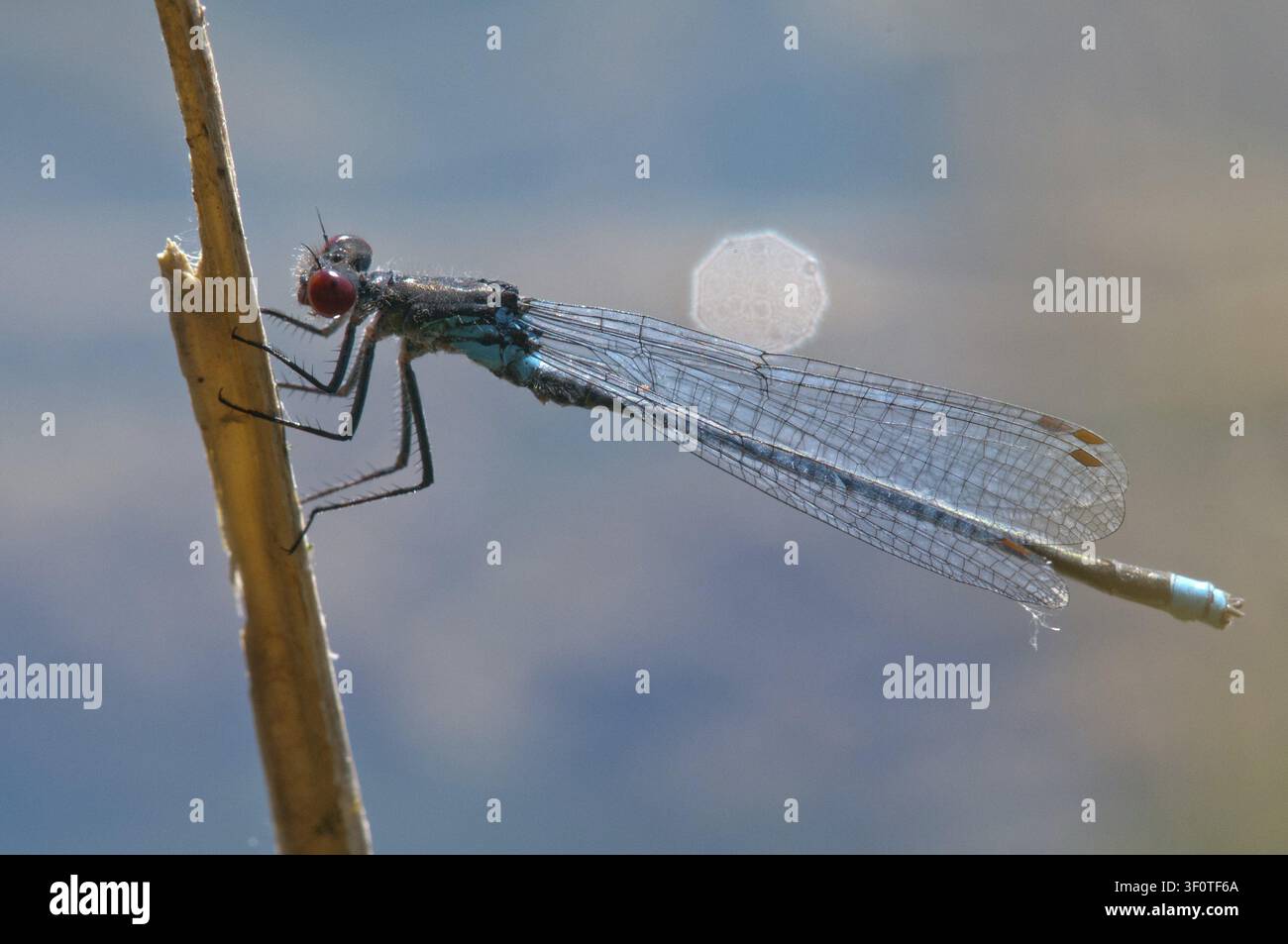 Erythromma najas, großes Granatapfelauge, Rotäugige Jungfliege, Jungfliegen, Libellen, Insekten, Libellen, odonata, Zygoptera Stockfoto