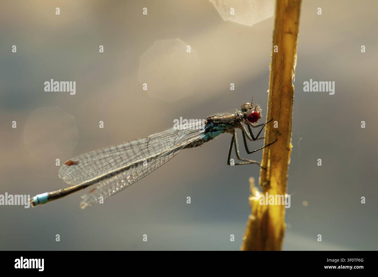 Erythromma najas, großes Granatapfelauge, Rotäugige Jungfliege, Jungfliegen, Libellen, Insekten, Libellen, odonata, Zygoptera Stockfoto