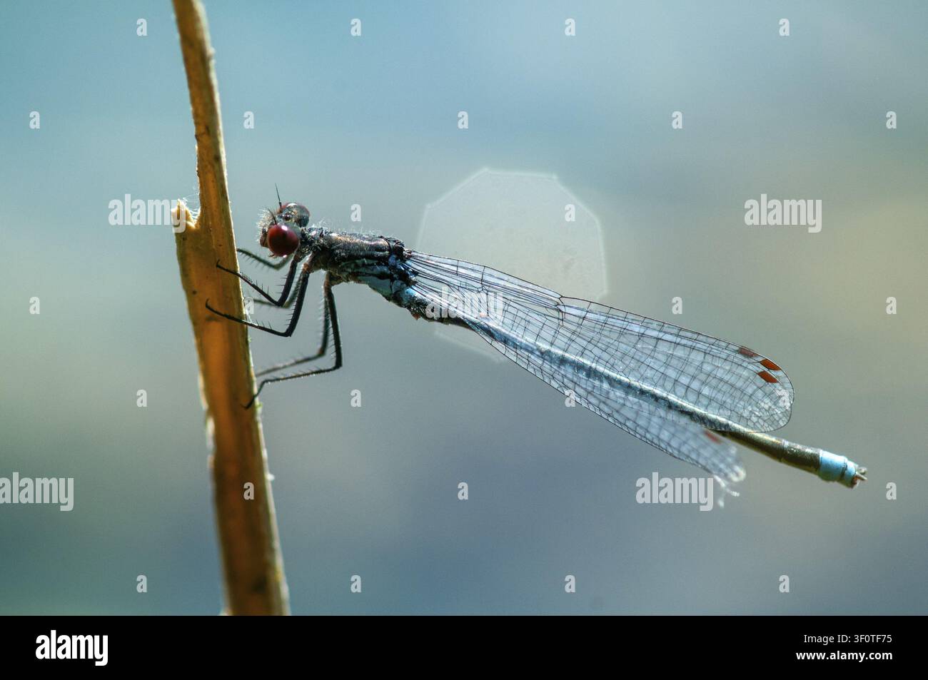 Erythromma najas, großes Granatapfelauge, Rotäugige Jungfliege, Jungfliegen, Libellen, Insekten, Libellen, odonata, Zygoptera Stockfoto