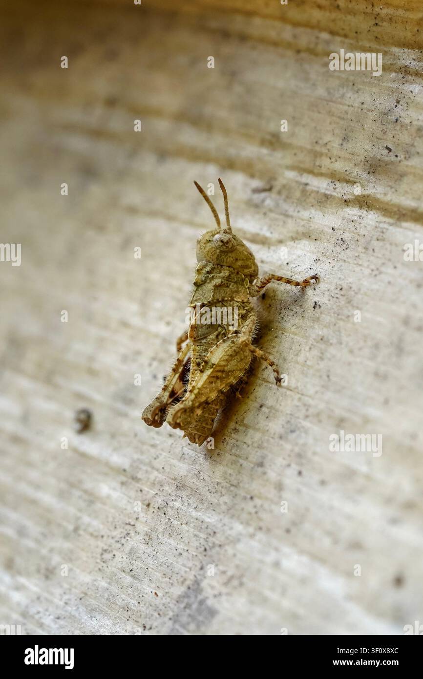 Detaillierte Makrofotografie einer kleinen, getarnten braunen Heuschreckenlarve, die senkrecht an einer hellen, strukturierten Oberfläche haftet. Scharfer Fokus hebt ihre Stockfoto