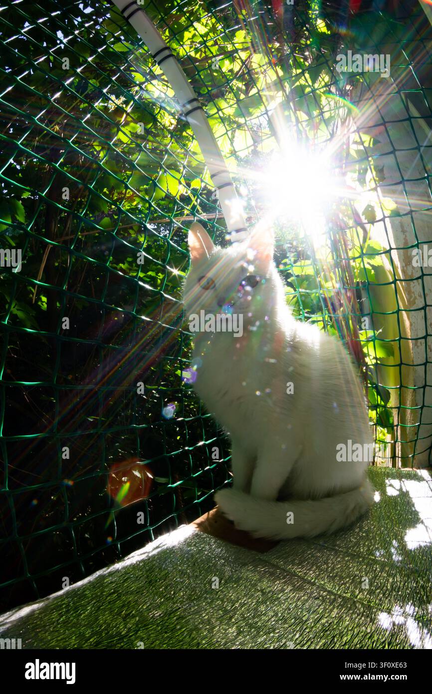 Entzückende weiße Katze sitzt auf einer Katzenauflage im Hinterhof, beleuchtet von hellem Lichteinfall mit grünem Gartenlaub im Hintergrund, aufgenommen mit einer kreativ Stockfoto