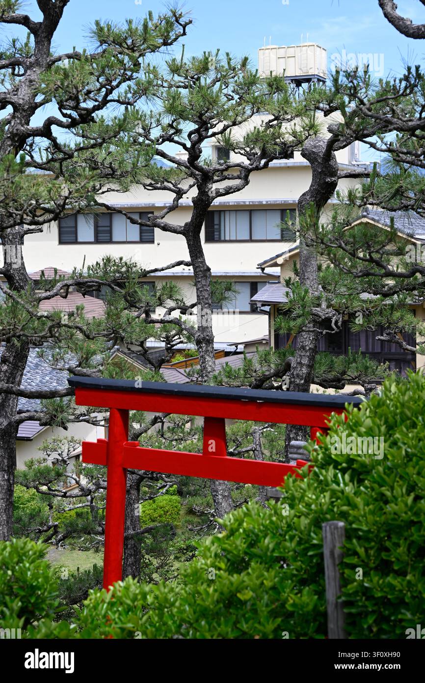 Ein leuchtend rotes Torii-Tor steht zwischen sorgfältig geschnittenen japanischen Schwarzkiefern in einem traditionellen japanischen Garten in der Präfektur Shizuoka, Japan. Die co Stockfoto