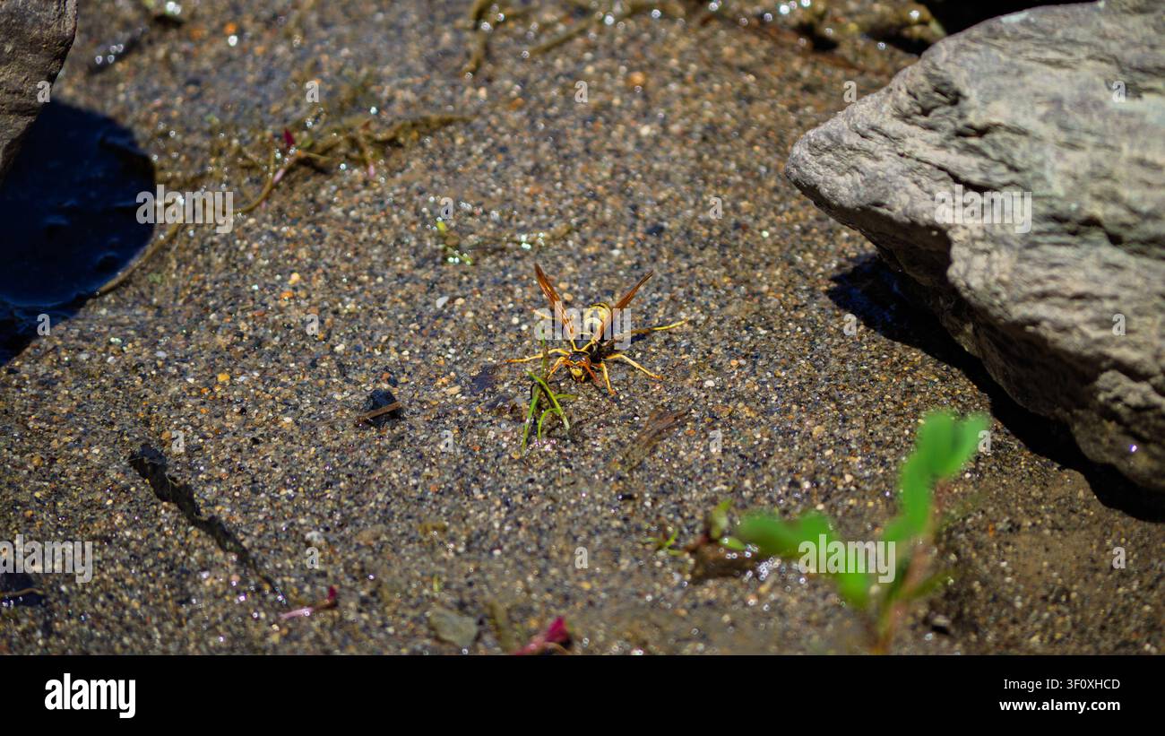 Eine gelbe und schwarze Wespe, die auf feuchtem Sand in der Nähe von Felsen ruht Stockfoto