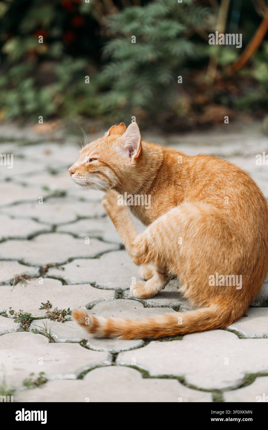Eine rote Katze kratzt sich am Ohr, während sie auf Außenpflastersteinen sitzt. Stockfoto