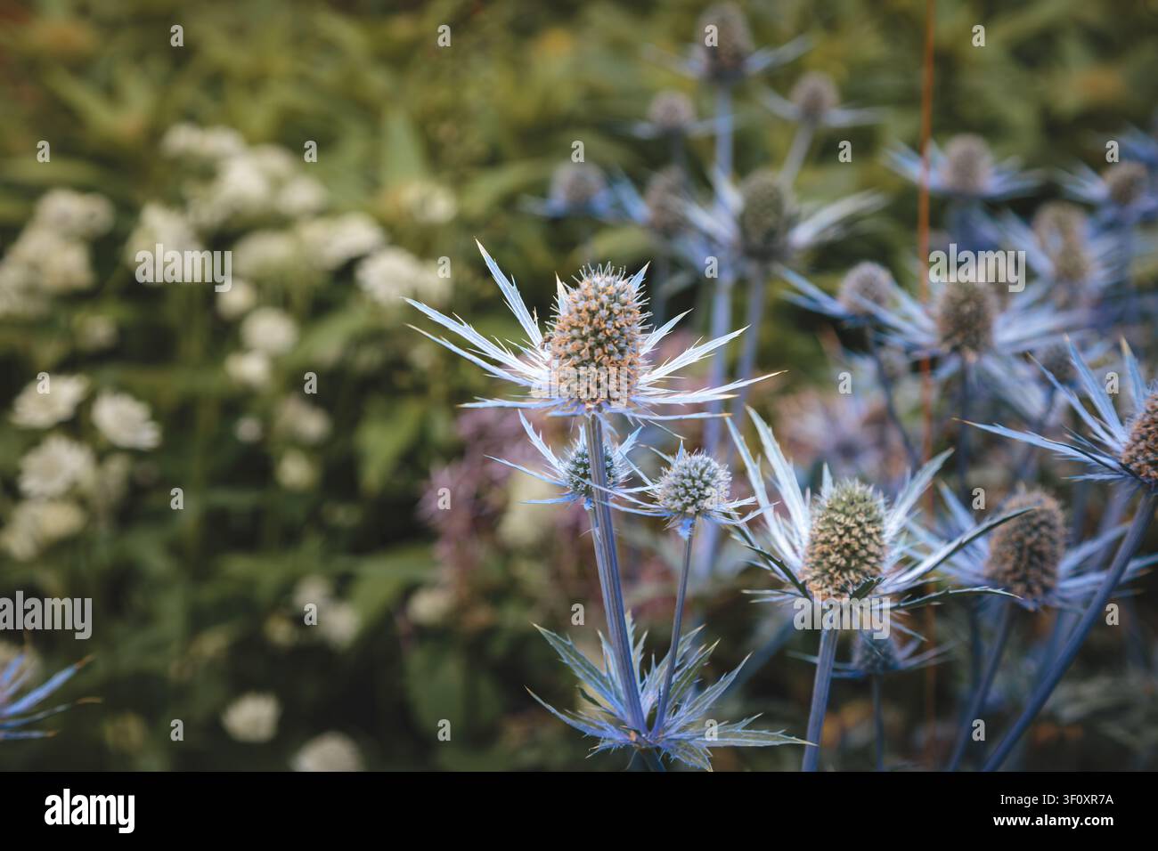Meerholster (Eryngium planum) im Sommerblühen mit metallisch blauen stacheligen Blütenköpfen, County Durham, Juli 2026 Stockfoto