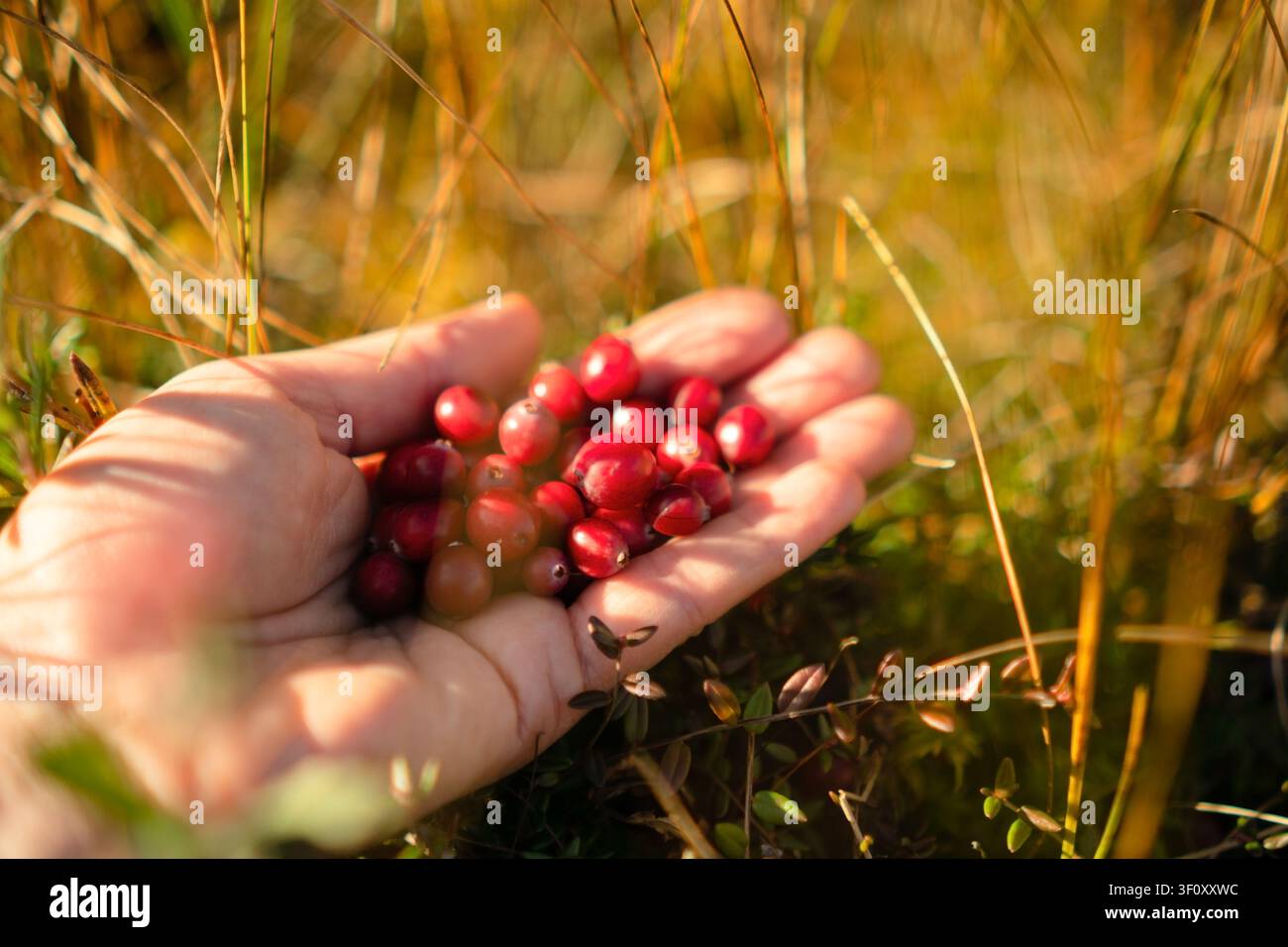 Eine Hand hält einen kleinen Büschel Wildheidelbeeren im Nahaufnahme, beim Sammeln in einem Wald. Die natürliche, friedliche Ernte frischer Beeren bietet zufriedenstellende Nahrung aus einem Herbstmoor in grasiger Außenlandschaft. Stockfoto