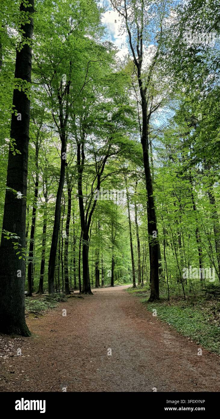 Lauter grüner Waldweg, umgeben von hohen Bäumen mit farbenfrohem Laub und einem klaren blauen Himmel Stockfoto
