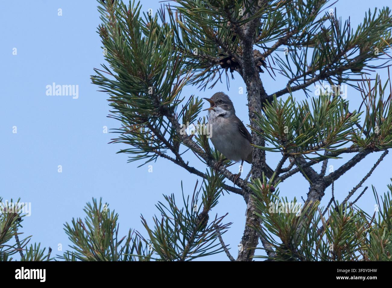 Dorngrasmücke, Dorn-Grasmücke, Grasmücke, Curruca communis, Sylvia communis, Weißkehlchen, Weißkehlchen, Großes Weißkehlchen, la Fauvette grisett Stockfoto