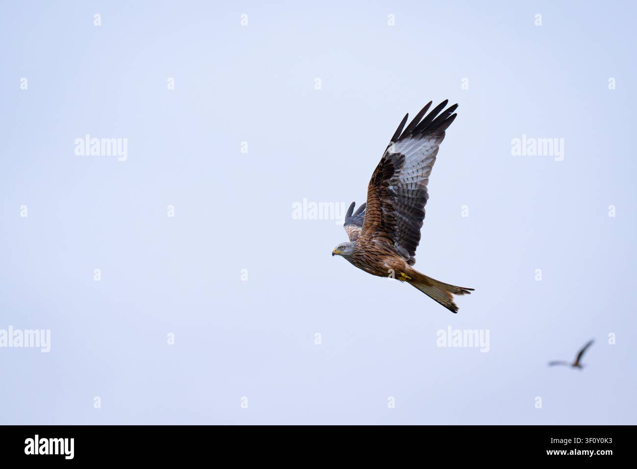 Ein Roter Milan schwebt vor einem blassblauen Himmel, sein rotbraunes Gefieder und sein markanter gegabelter Schwanz sind in diesem wunderschönen Bild eines fliegenden Vogels deutlich zu erkennen. Stockfoto
