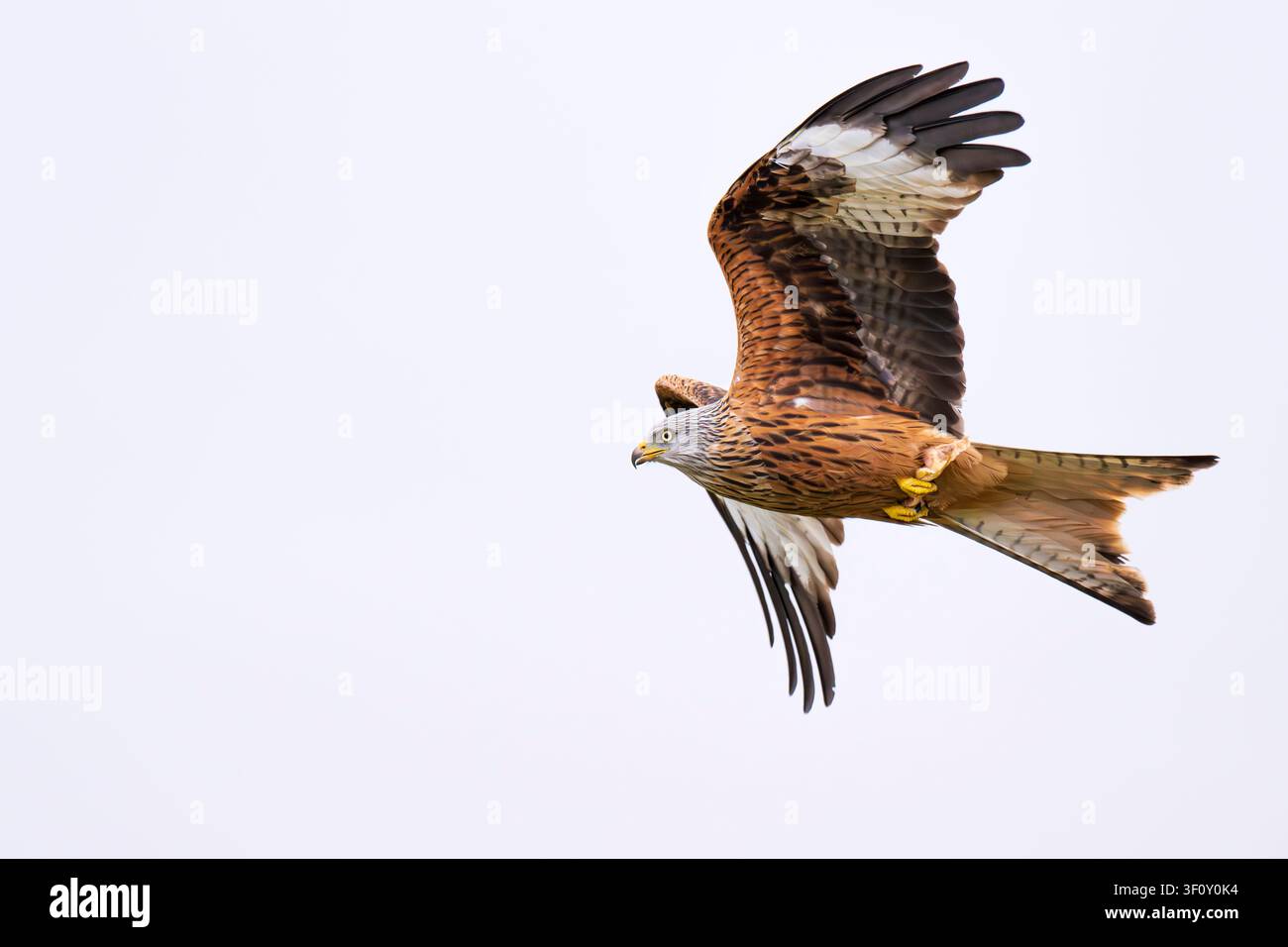 Ein Roter Milan schwebt vor einem blassblauen Himmel, sein rotbraunes Gefieder und sein markanter gegabelter Schwanz sind in diesem wunderschönen Bild eines fliegenden Vogels deutlich zu erkennen. Stockfoto