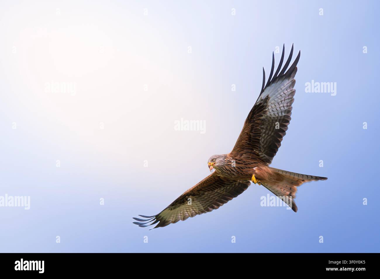 Ein Roter Milan schwebt vor einem blassblauen Himmel, sein rotbraunes Gefieder und sein markanter gegabelter Schwanz sind in diesem wunderschönen Bild eines fliegenden Vogels deutlich zu erkennen. Stockfoto